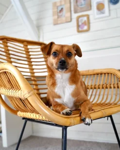 Tuolit<Beliani Rottinkituoli Luonnonvari Canora